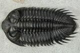 Bug-Eyed Coltraneia Trilobite Fossil - Top Quality Specimen #352674-1
